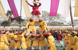 Chikoo Festival - 2019